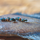 Illustration for article titled Fly Swarms Reveal Something Profound About the Human Brain